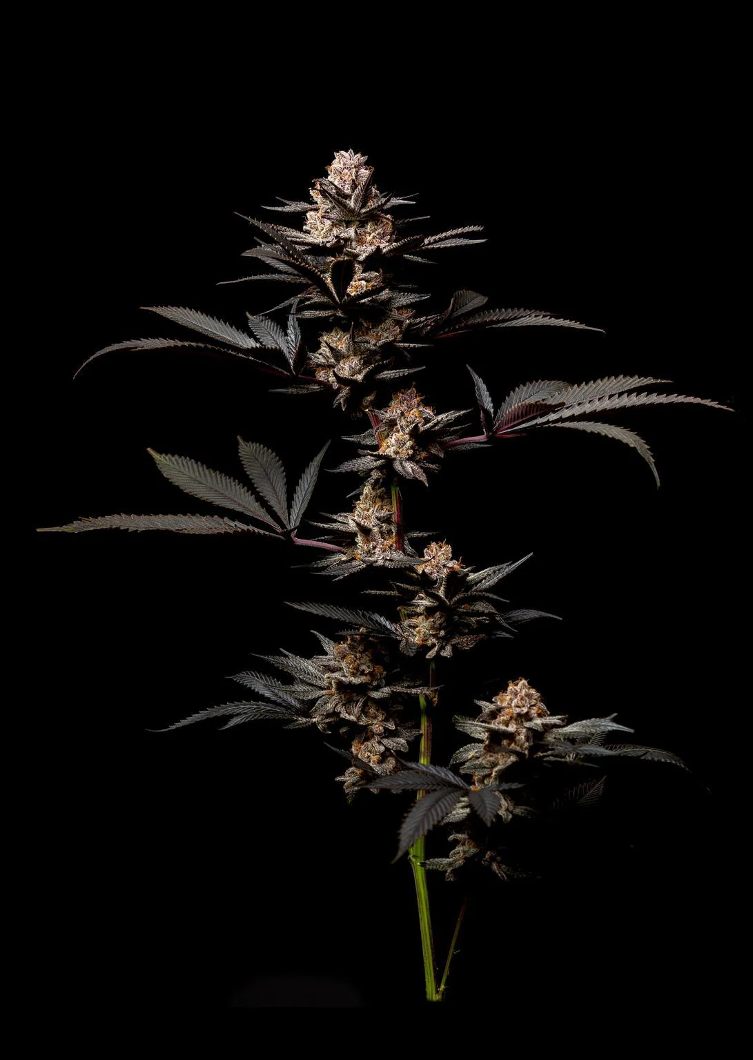 Cannabis Artwork